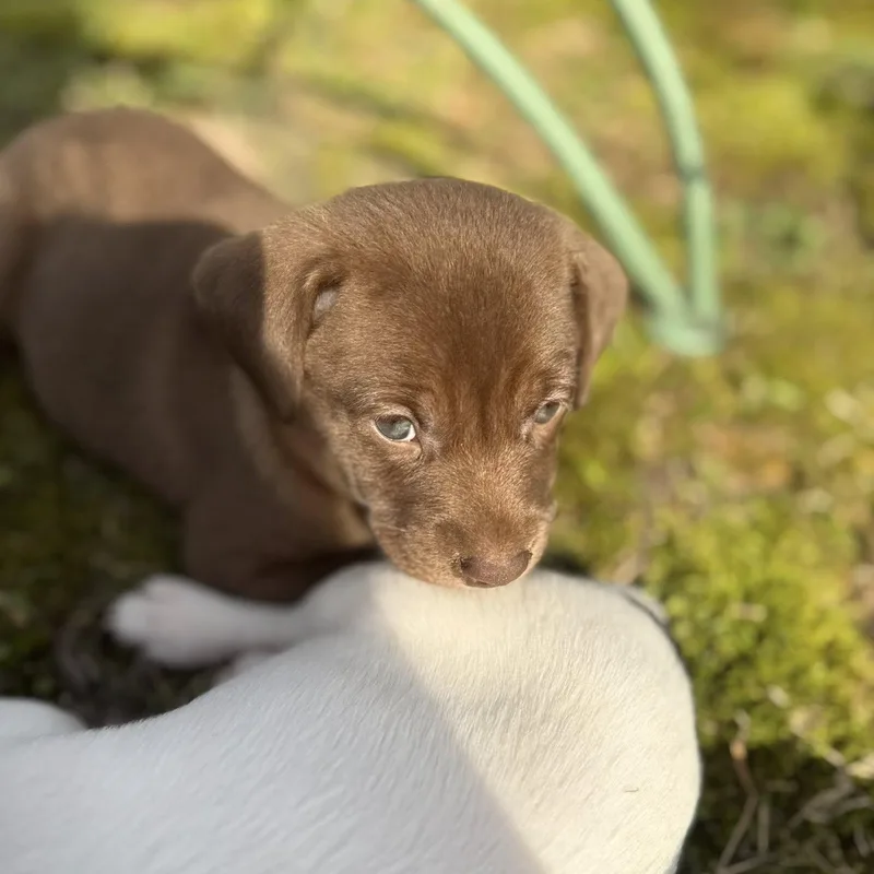 Marcellus thumbnail 3