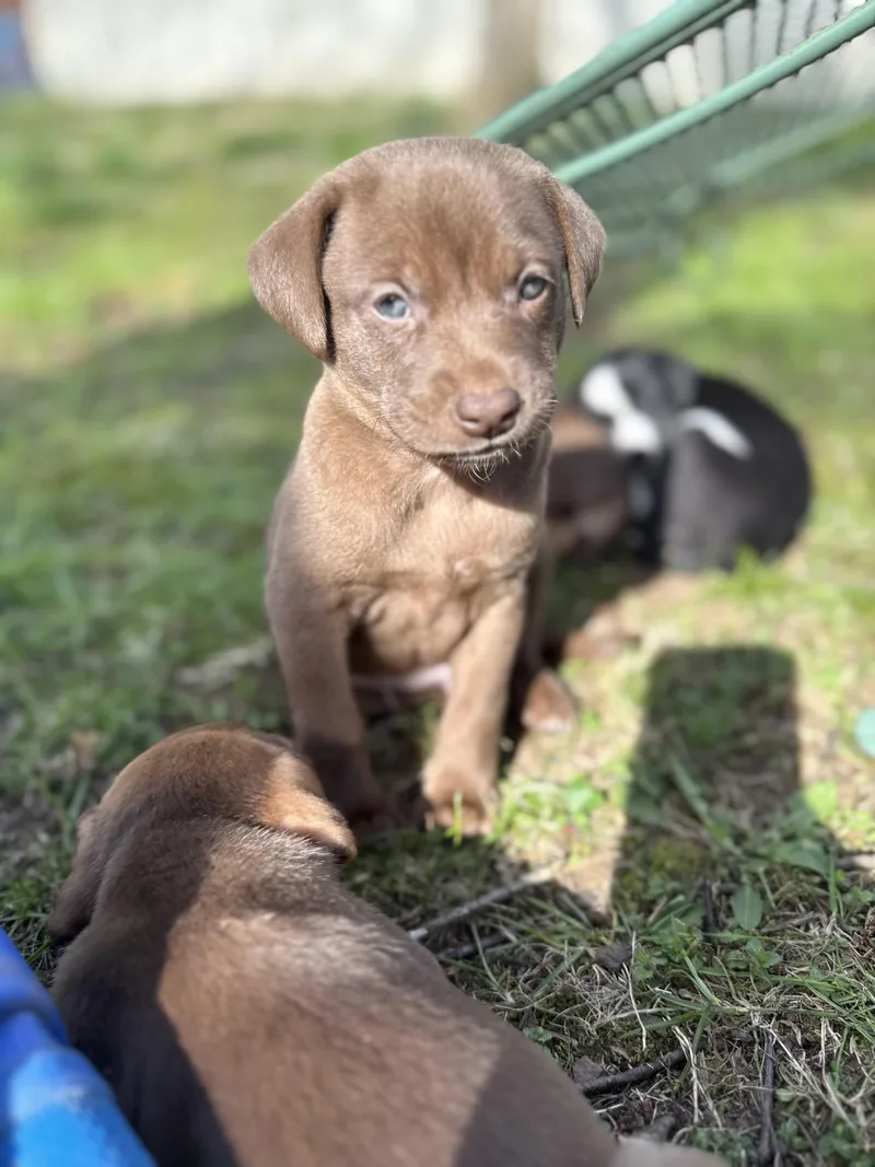 Marcellus thumbnail 4