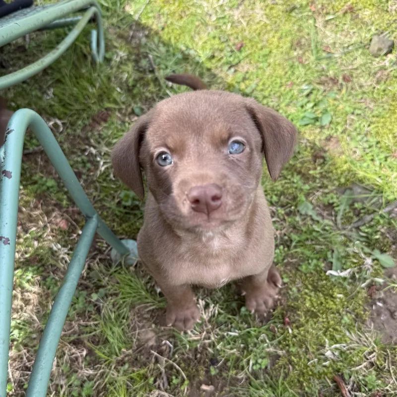 Marcellus thumbnail 5