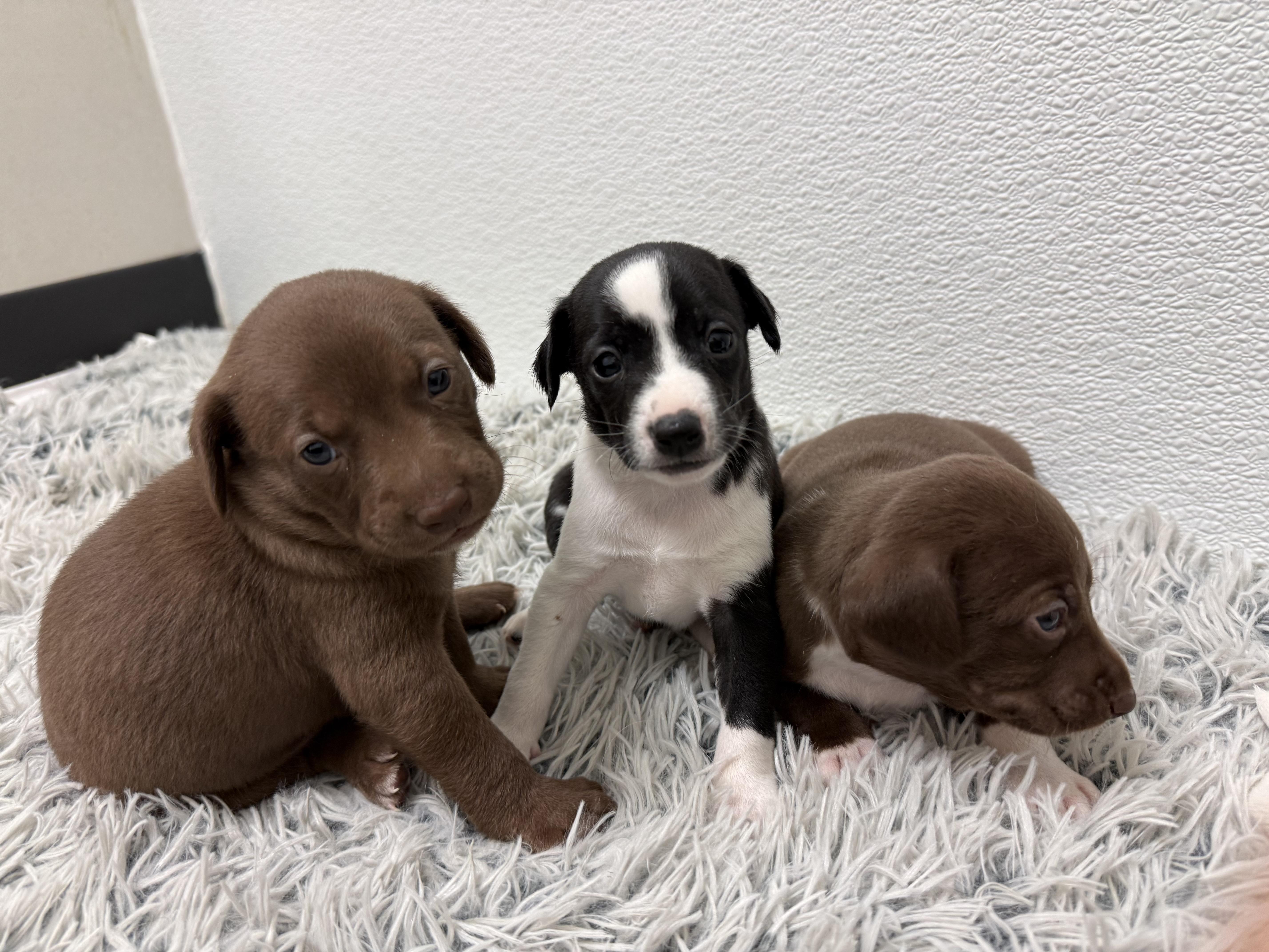 Marcellus thumbnail 6