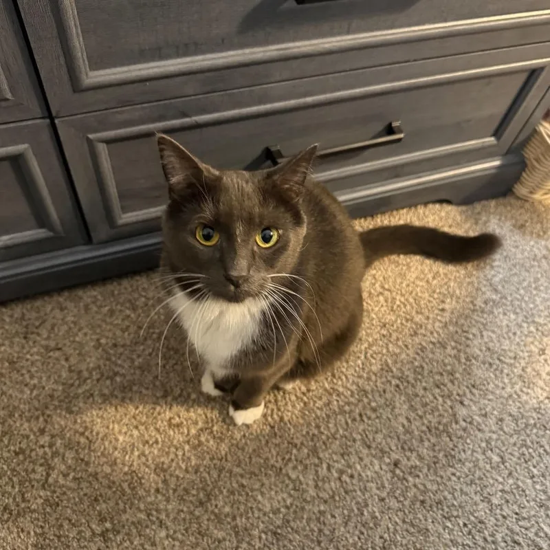 An adult small-sized female Gray / Blue / Silver Domestic Short Hair cat named Luna for adoption in Rochester, MN