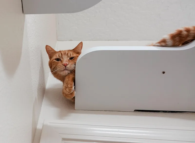 An adult medium-sized male Tabby (Orange / Red) Domestic Short Hair cat named Ducky for adoption in Boise, ID