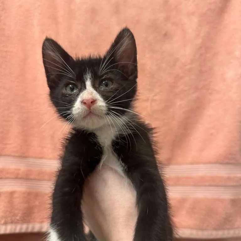 A baby small-sized male Black Domestic Short Hair cat named Bustopher Jones for adoption in Long Beach, CA