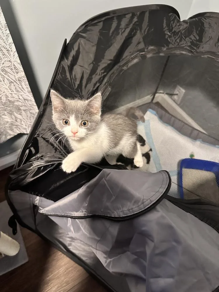 A baby medium-sized female Gray & White Domestic Short Hair cat named Ruby for adoption in Milltown, NJ