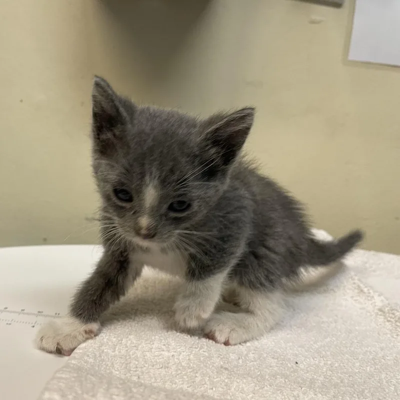 A baby small-sized female Gray / Blue / Silver Domestic Short Hair cat named Lola for adoption in Pasadena, CA