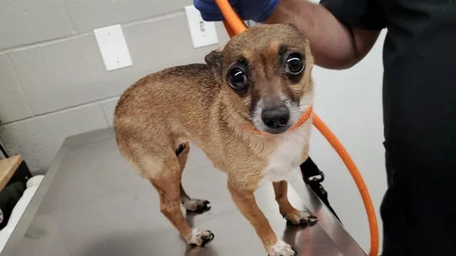 Canela
