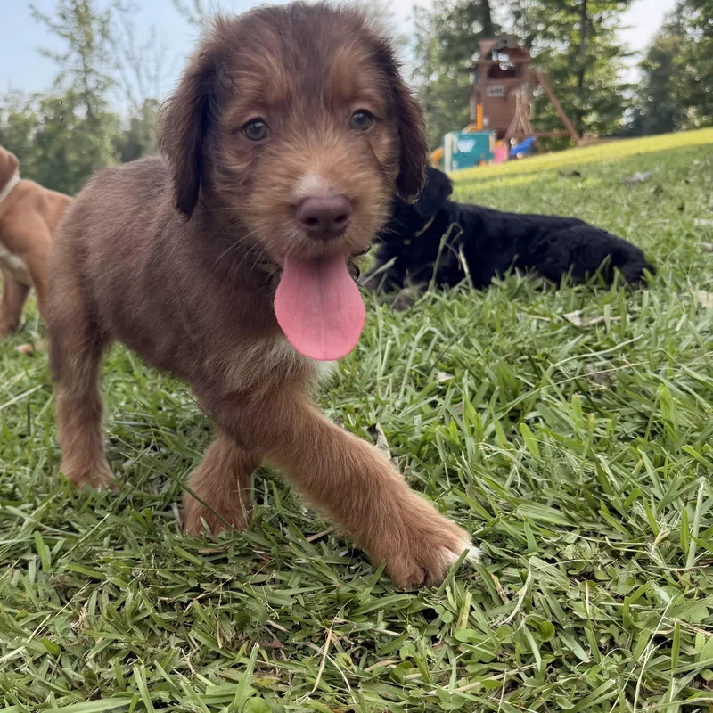A baby medium-sized male Goldendoodle dog named Loak for adoption in Warrior, AL