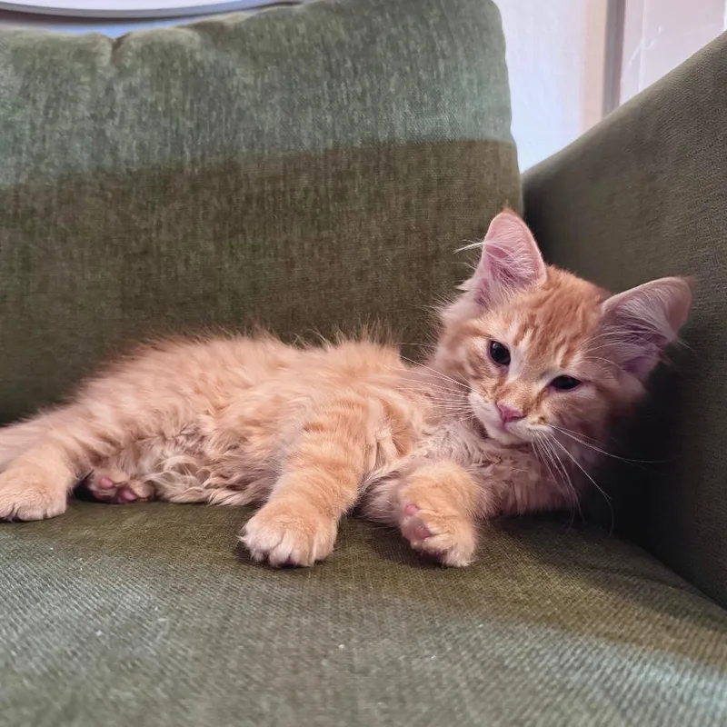 A baby small-sized male Orange / Red Domestic Medium Hair cat named Gary the Snail for adoption in St. Paul, MN
