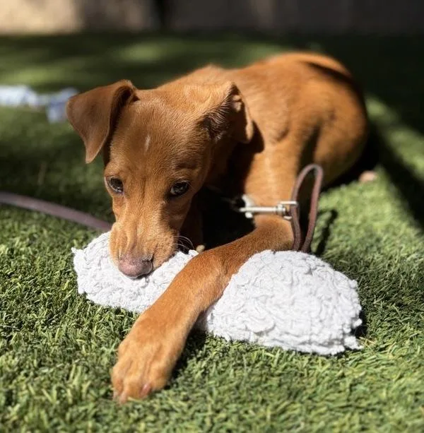 A baby small-sized male Chihuahua dog named Peewee for adoption in Escondido, CA