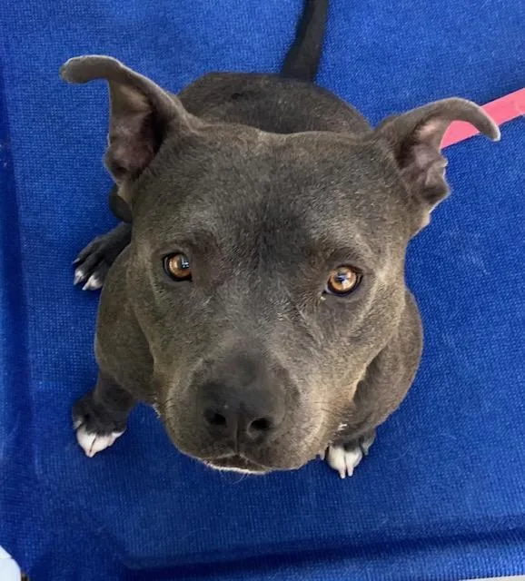 A young large-sized male Pit Bull Terrier dog named Zeus for adoption in Tucson, AZ