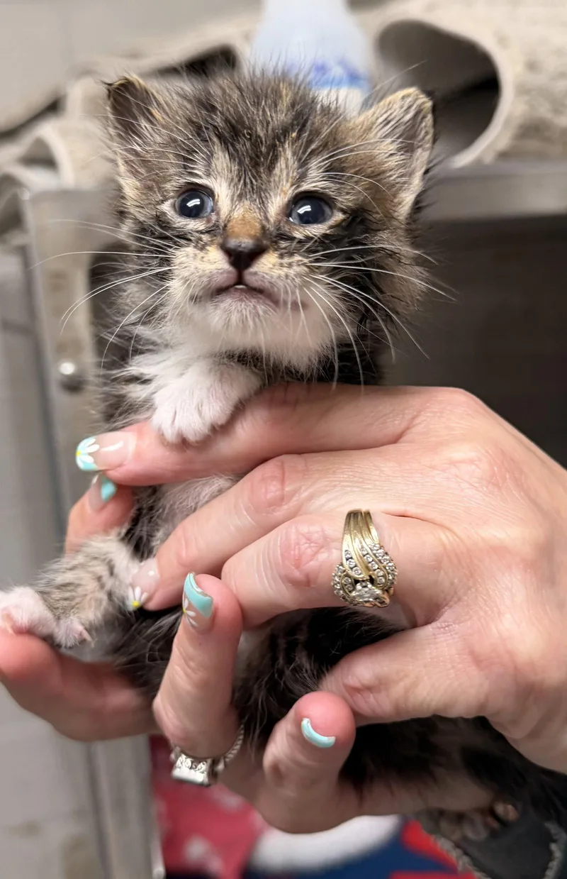 A baby medium-sized female Domestic Short Hair cat named Maki for adoption in Sanford, NC