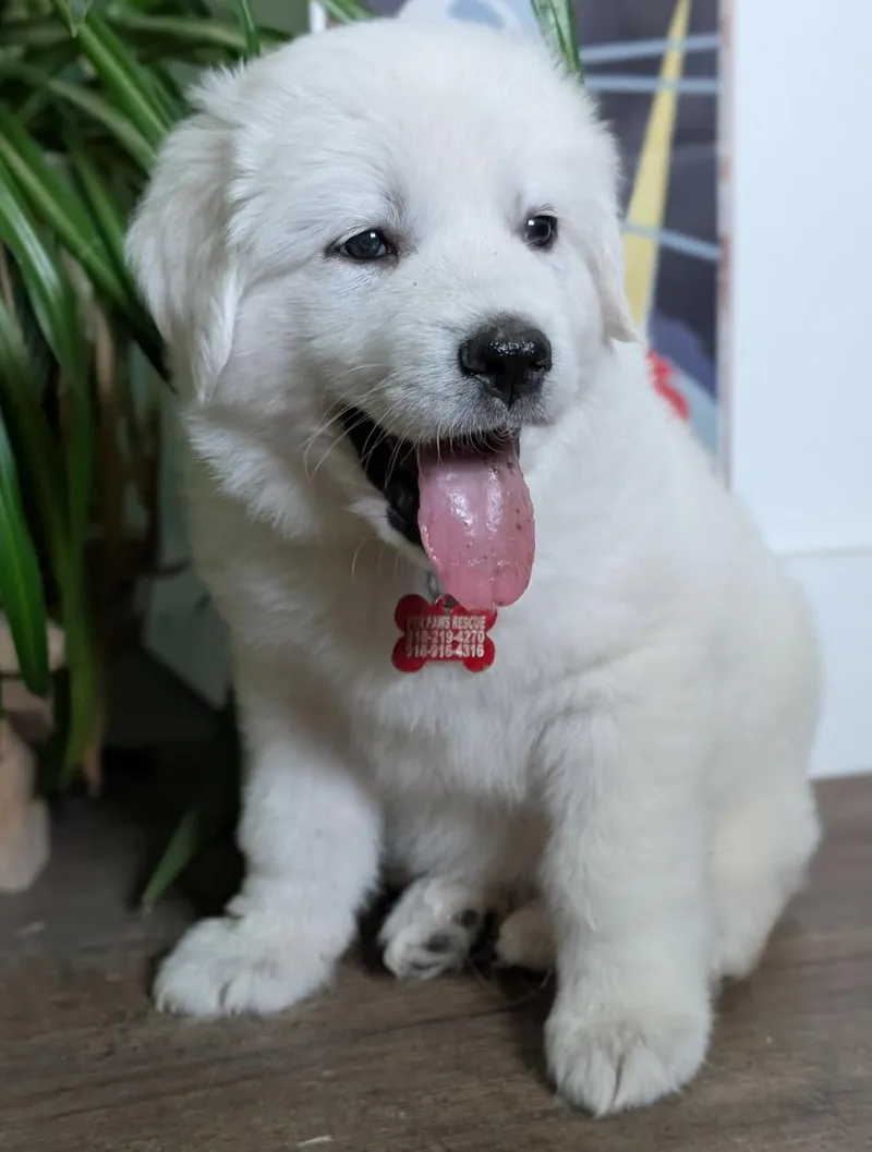 A baby large-sized female White / Cream Great Pyrenees dog named Celeste for adoption in Kiowa, OK