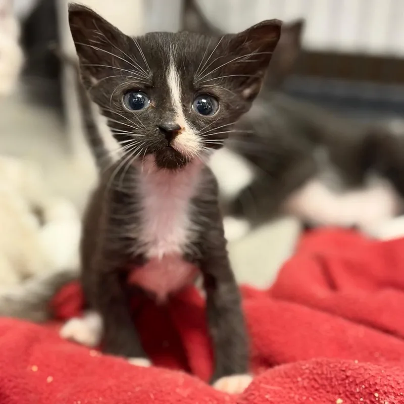 A baby small-sized male Black Domestic Short Hair cat named Boo for adoption in Fort Smith, AR