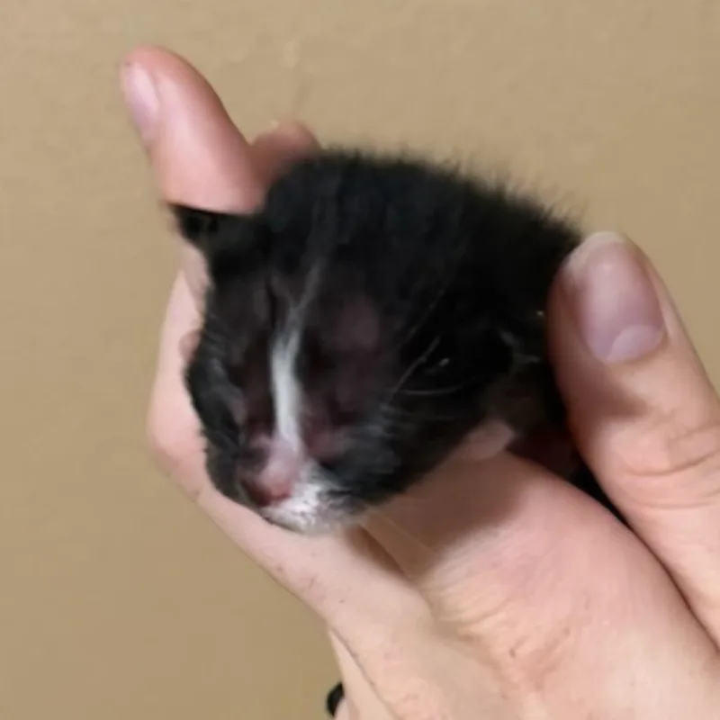 Boo thumbnail 2