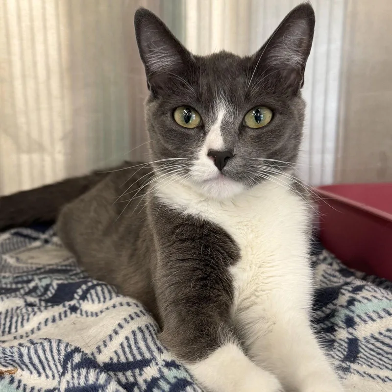 A young medium-sized female Gray & White Domestic Short Hair cat named Roxy for adoption in Winchendon, MA