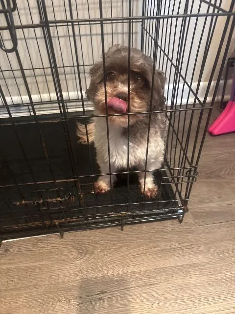 Oreo