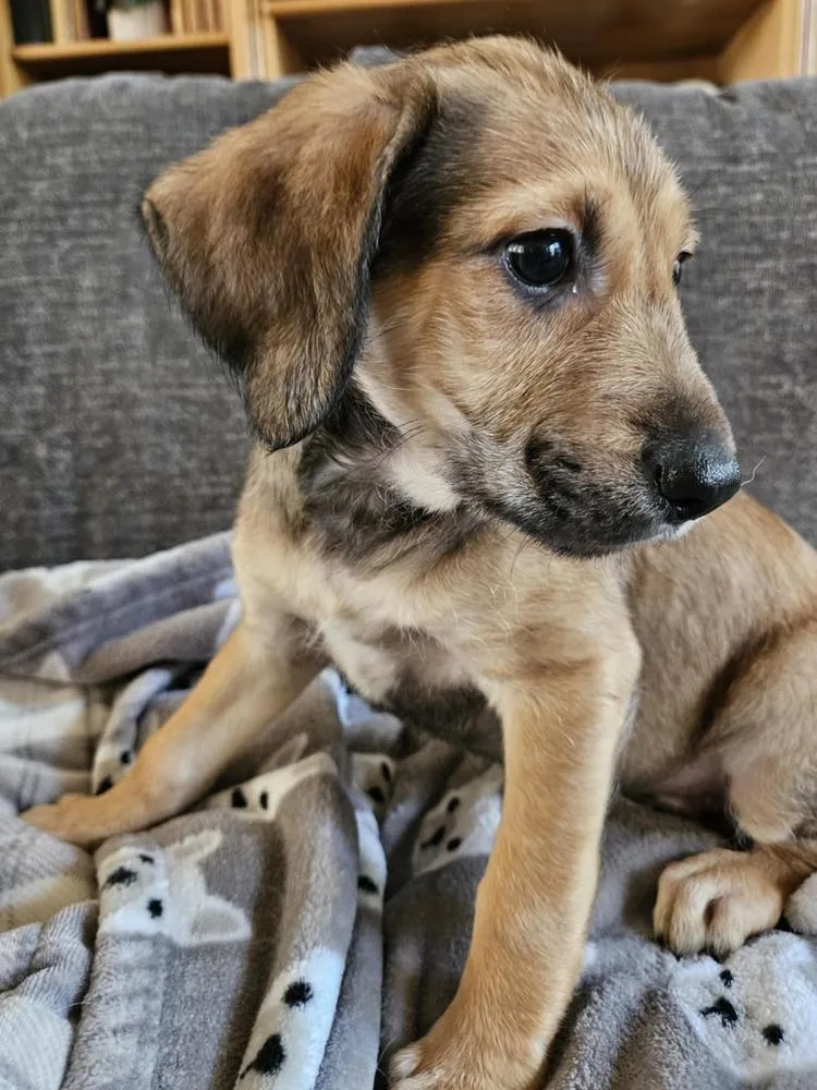 A baby medium-sized male Terrier dog named Wrigley for adoption in Youngsville, NC