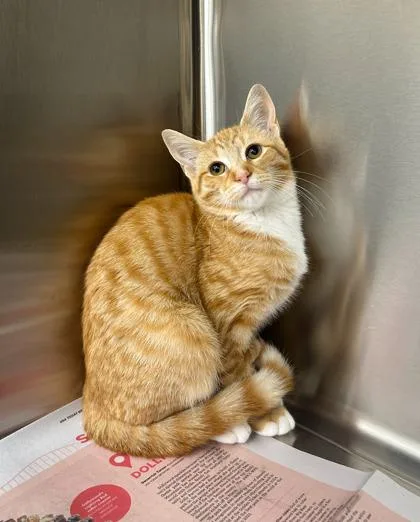 A baby medium-sized male Domestic Short Hair cat named Oliver for adoption in Westland, MI