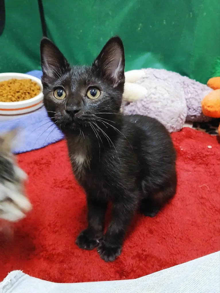 A baby small-sized female Domestic Short Hair cat named Espresso for adoption in Ladysmith, WI