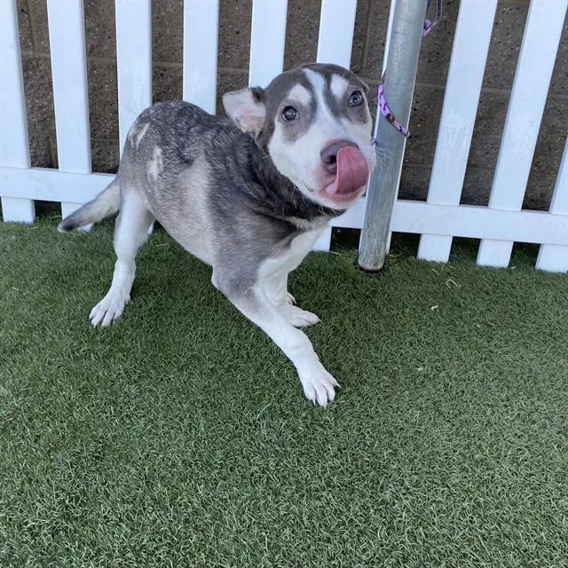 A young small-sized male Siberian Husky dog named Froggy for adoption in Modesto, CA