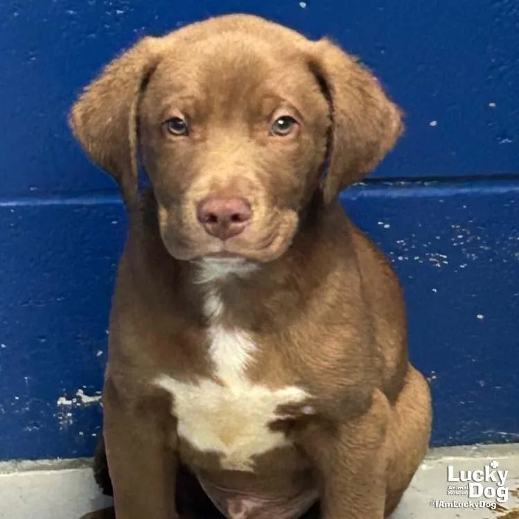 A baby large-sized male Retriever dog named Cason for adoption in Washington, DC