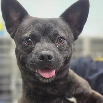 A young small-sized male Boston Terrier dog named Noodle for adoption in Danbury, CT