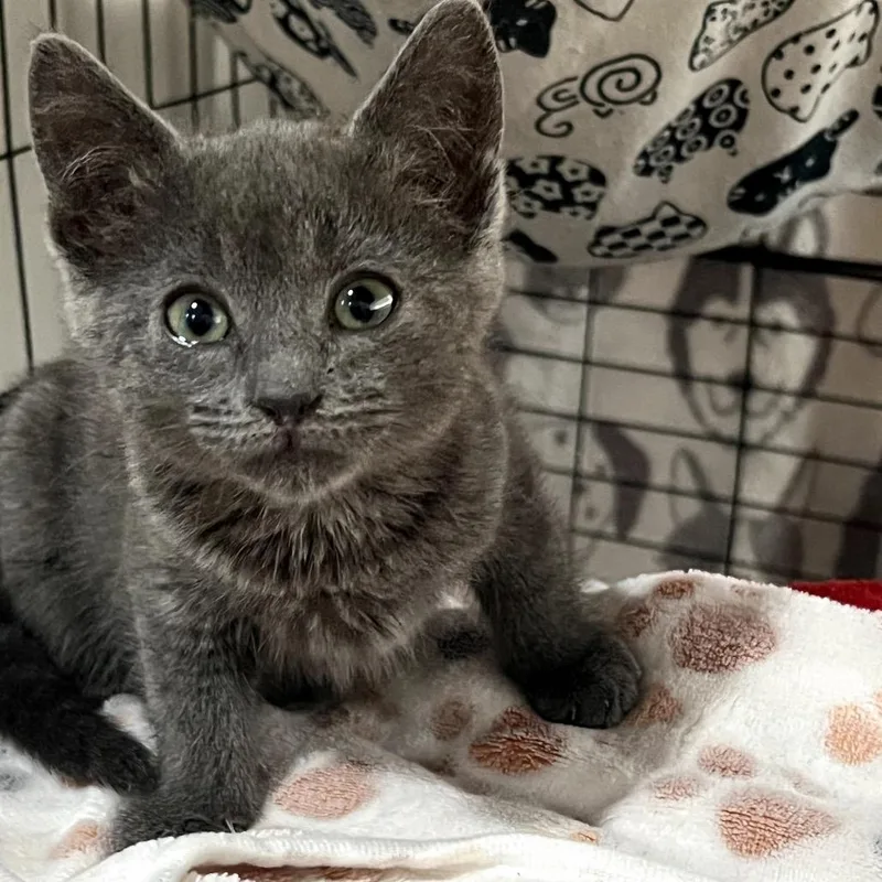 A baby small-sized female Gray / Blue / Silver Domestic Short Hair cat named Comet for adoption in Long Beach, CA