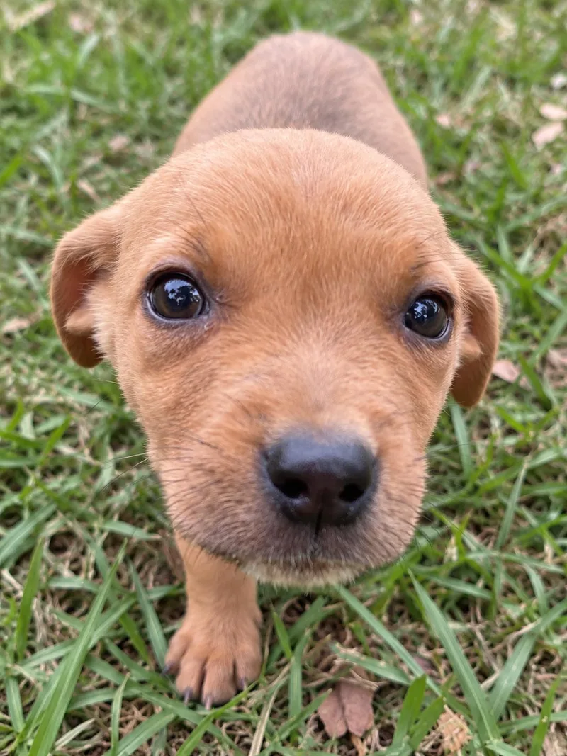 A baby medium-sized male Brown / Chocolate Labrador Retriever dog named Snacks for adoption in Kiln, MS
