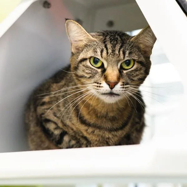 An adult small-sized female Domestic Short Hair cat named Marge for adoption in Des Moines, IA