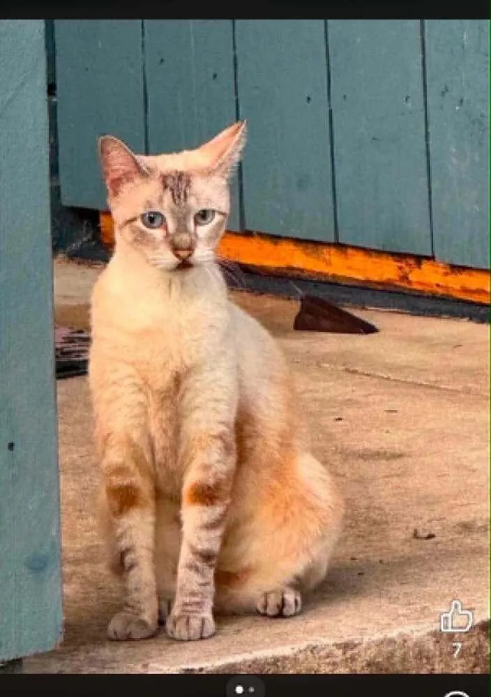 An adult medium-sized female Siamese cat named Zory for adoption in Austin, TX