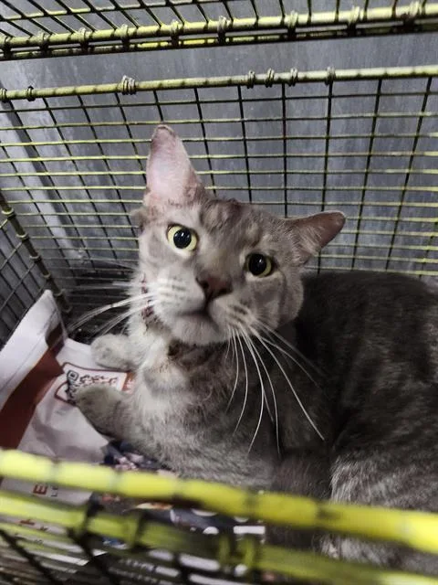 A young medium-sized male Domestic Short Hair cat named Marlo for adoption in San Antonio, TX