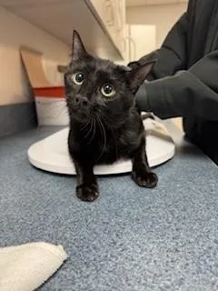 A young medium-sized female Domestic Short Hair cat named February for adoption in Savannah, GA