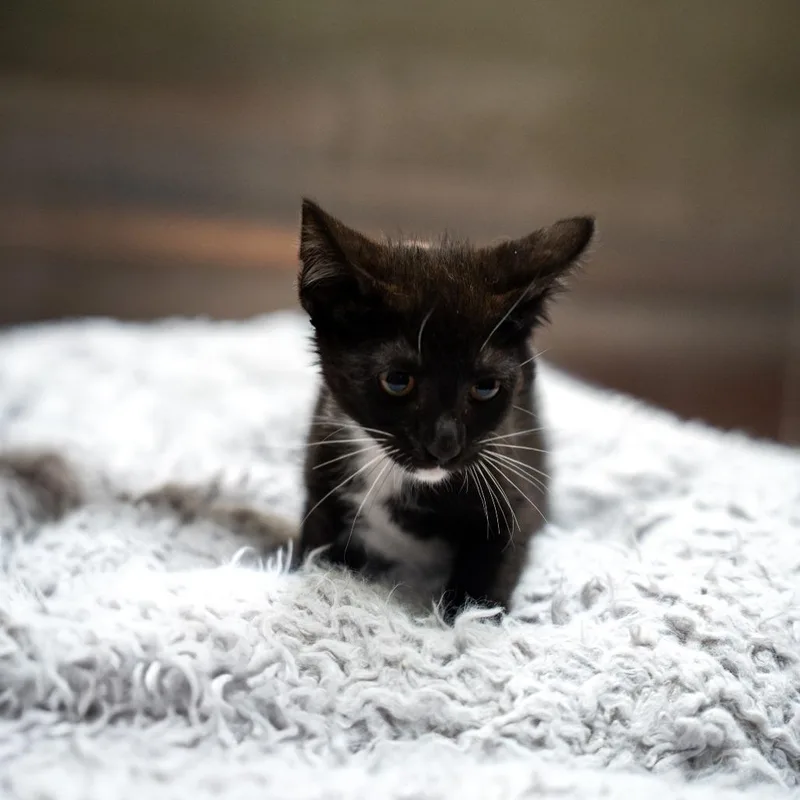 A baby small-sized female Black Domestic Short Hair cat named Clara for adoption in Gainesville, GA