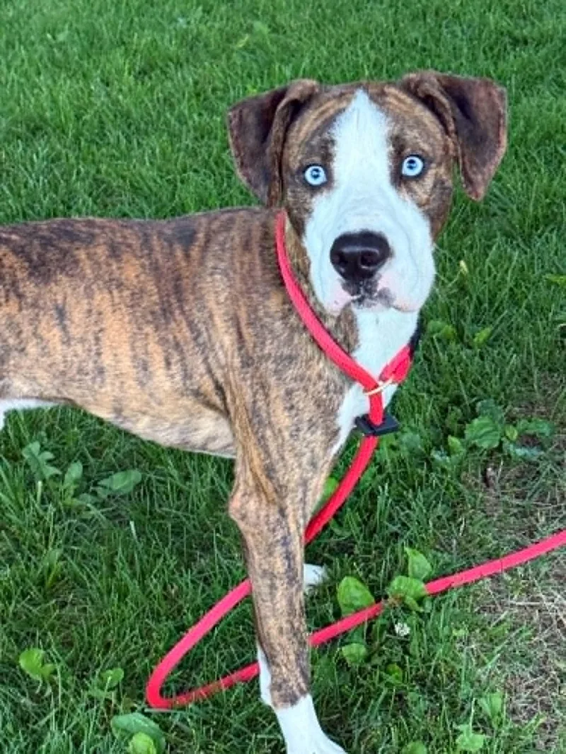 A young medium-sized male Brindle Catahoula Leopard Dog dog named Astro for adoption in Springfield, IL