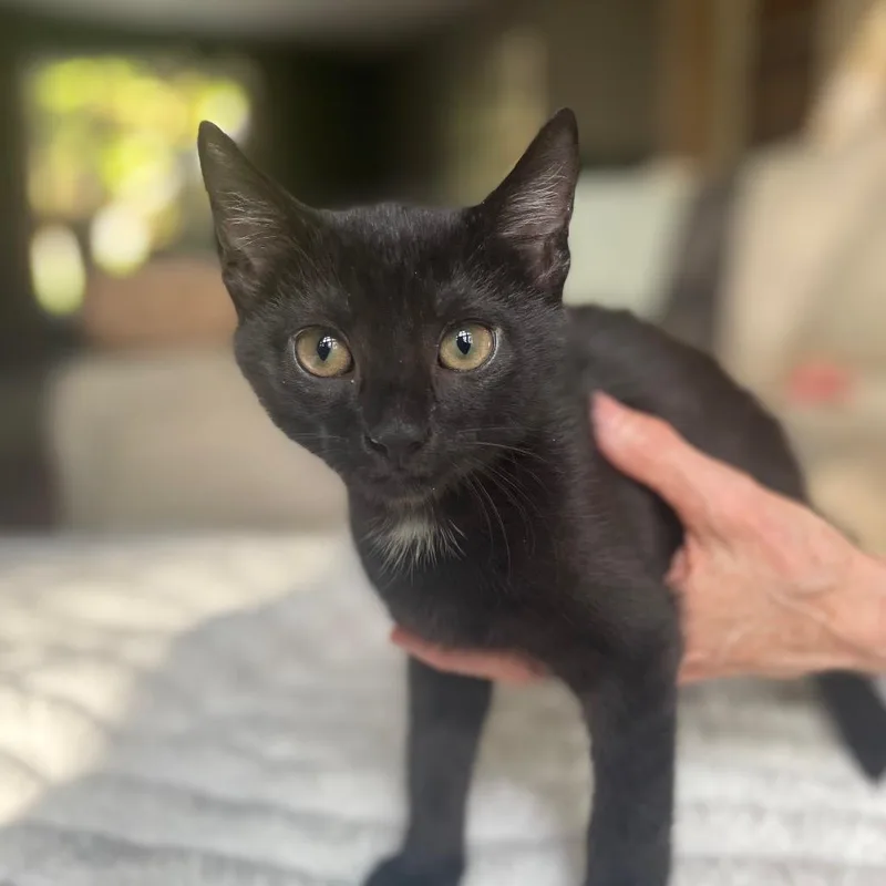 A baby medium-sized male Black Domestic Short Hair cat named Boomer for adoption in Martinsville, IN