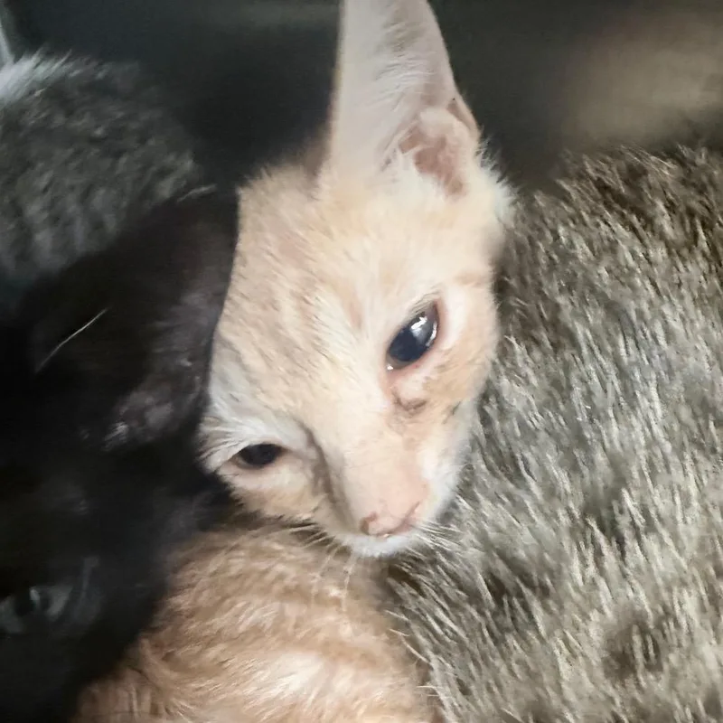 A baby small-sized male Orange / Red Domestic Short Hair cat named Hilton for adoption in Jupiter, FL