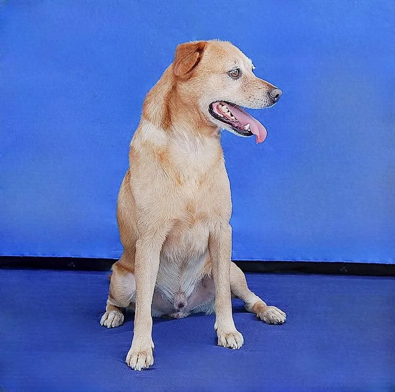 An adult medium-sized male Terrier dog named Coda for adoption in Pasadena, CA