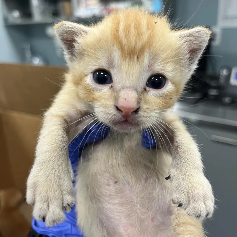 A baby small-sized male Orange / Red Domestic Short Hair cat named Squirt for adoption in Greensboro, NC