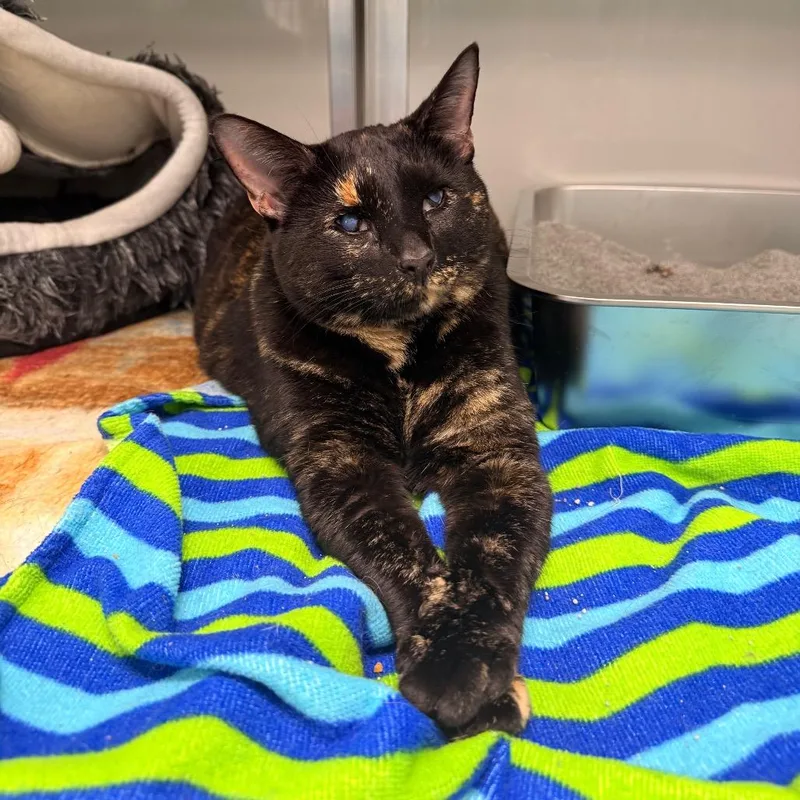 An adult large-sized female Tortoiseshell Domestic Short Hair cat named Tammy for adoption in Saint Charles, MO