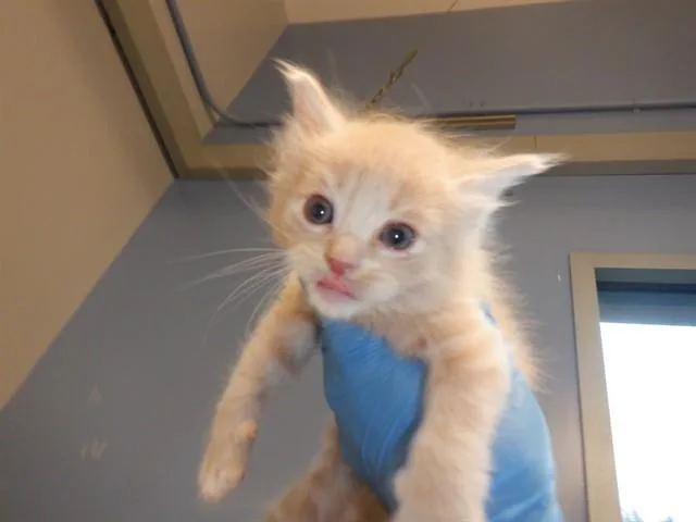 A baby small-sized male Domestic Short Hair cat named Ham for adoption in San Jose, CA