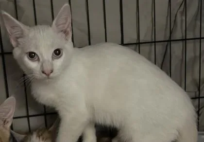 A young small-sized male Siamese cat named Batty White for adoption in Phoenix, AZ