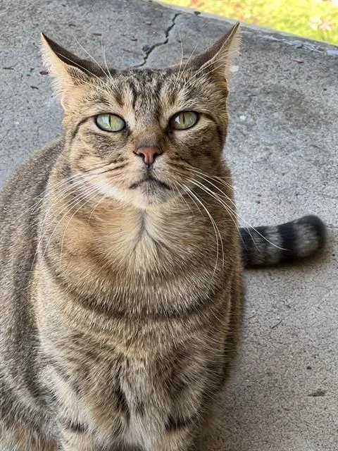 A senior small-sized female Domestic Short Hair cat named Ginger for adoption in Conroe, TX