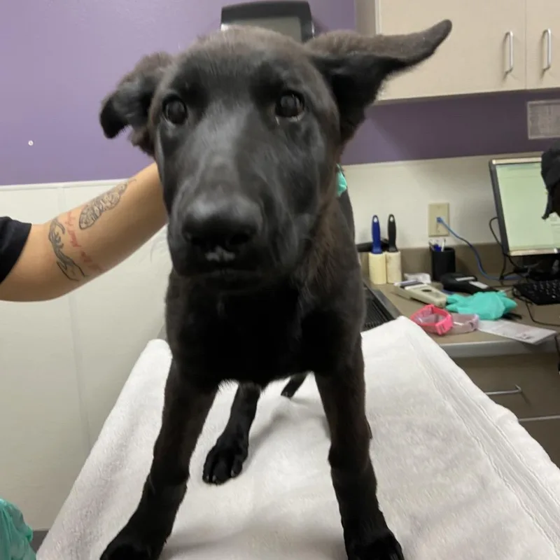 A baby medium-sized female Black German Shepherd Dog dog named Mila for adoption in Albuquerque, NM