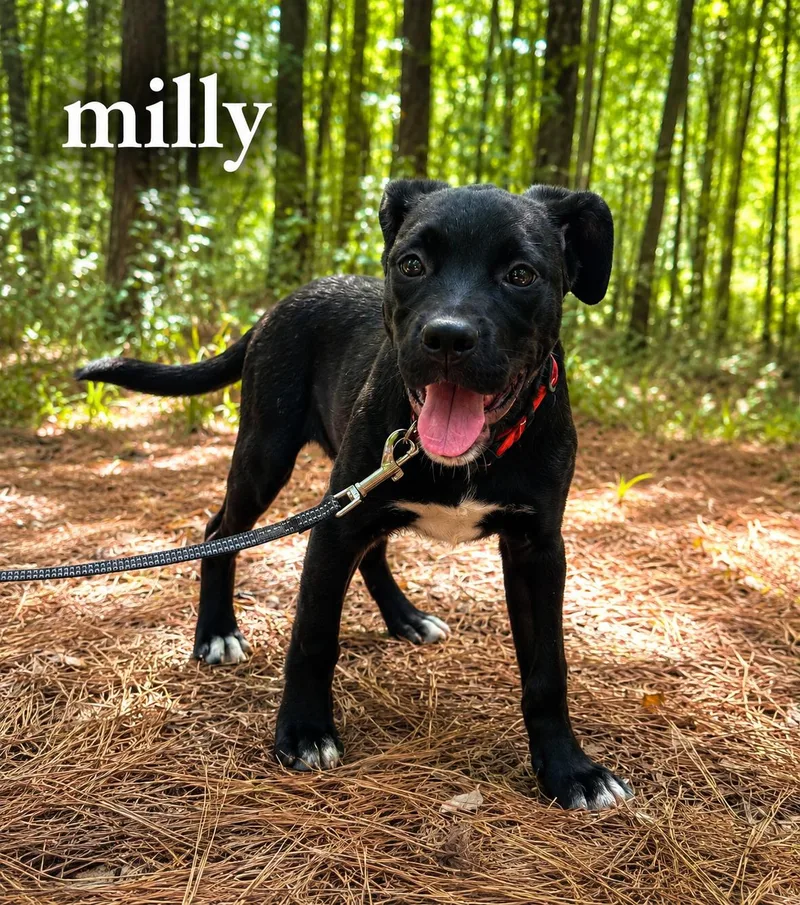 A baby medium-sized female Labrador Retriever dog named Milly for adoption in Carmel, NY