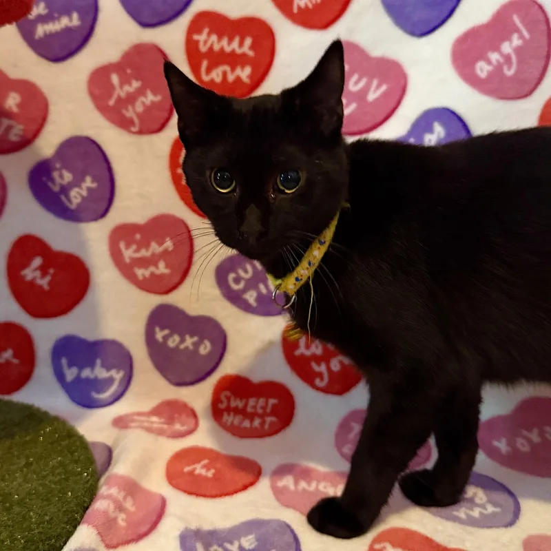 A young large-sized male Domestic Short Hair cat named Thunder for adoption in Miami, FL