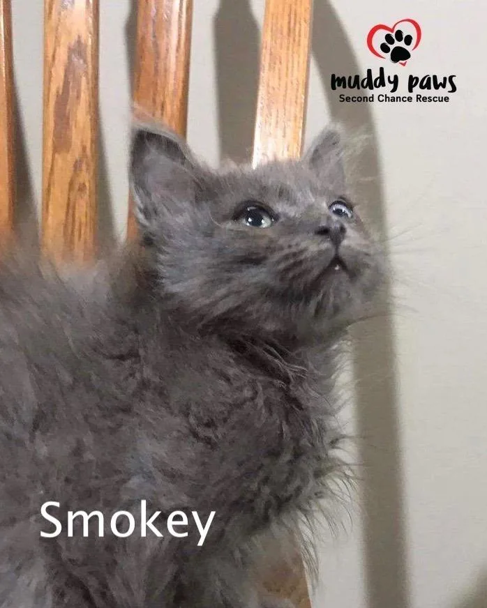 An adult medium-sized male Domestic Medium Hair cat named Smokey the Cat aka for adoption in Council Bluffs, IA
