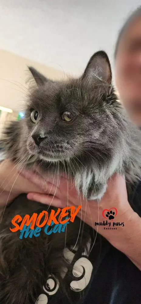Smokey the Cat aka thumbnail 2