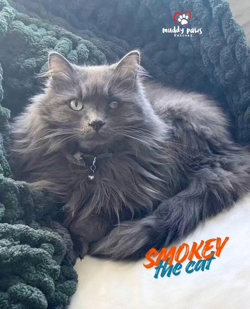 Smokey the Cat aka thumbnail 3