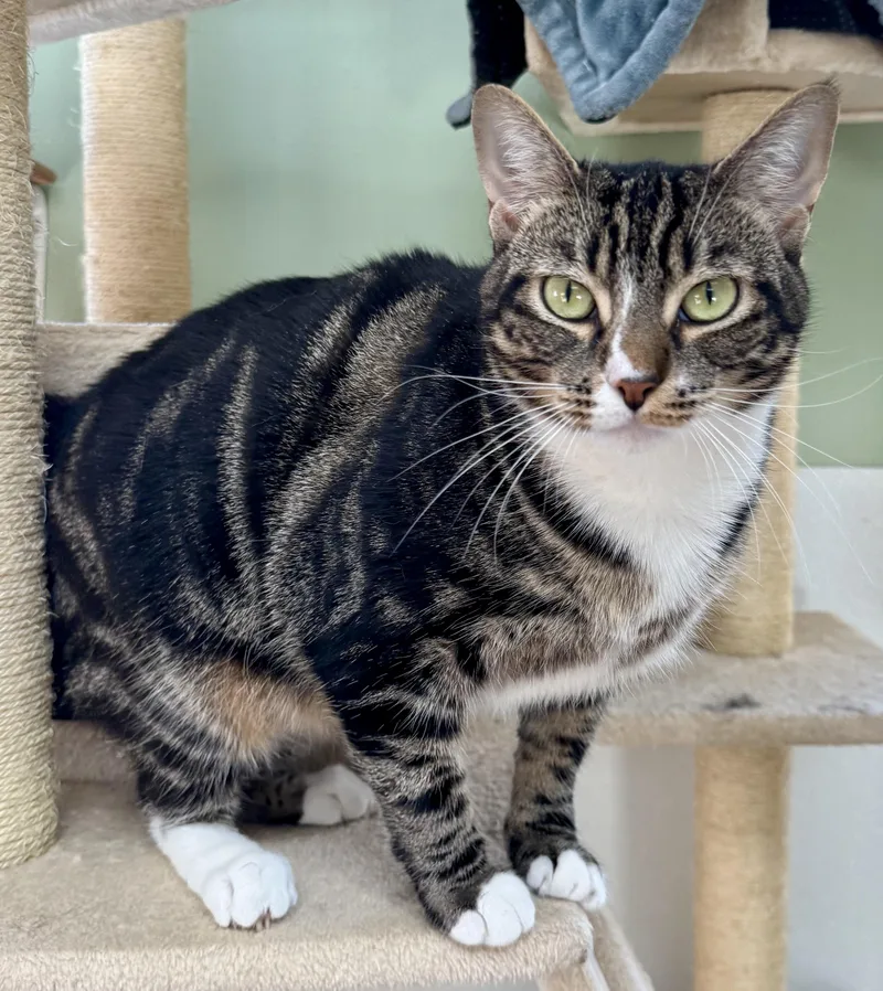 An adult large-sized female Domestic Short Hair cat named Leia for adoption in Springfield, VT