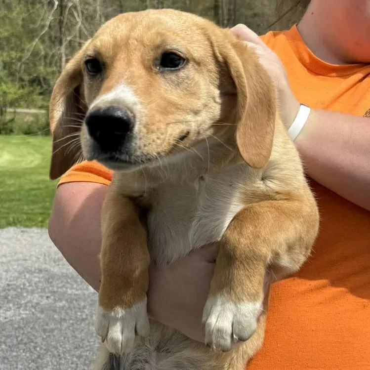 A baby medium-sized male Yellow / Tan / Blond / Fawn Terrier dog named Scottie for adoption in Shinnston, WV